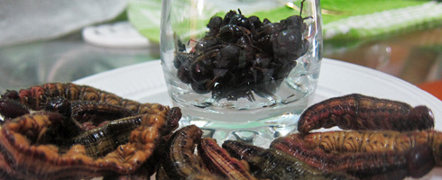 ants-and-grubs-on-my-plate